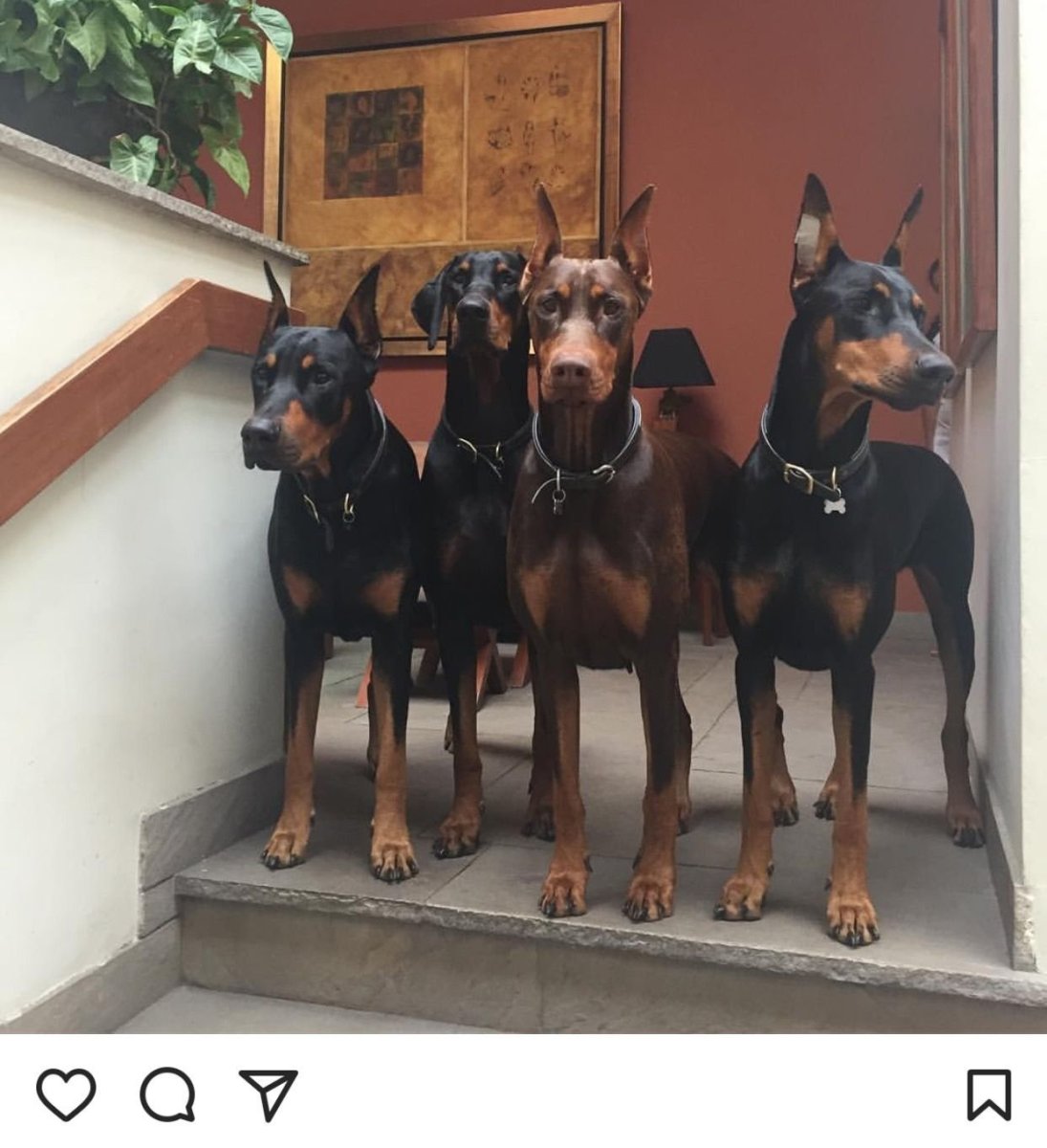 Порода собак Доберман