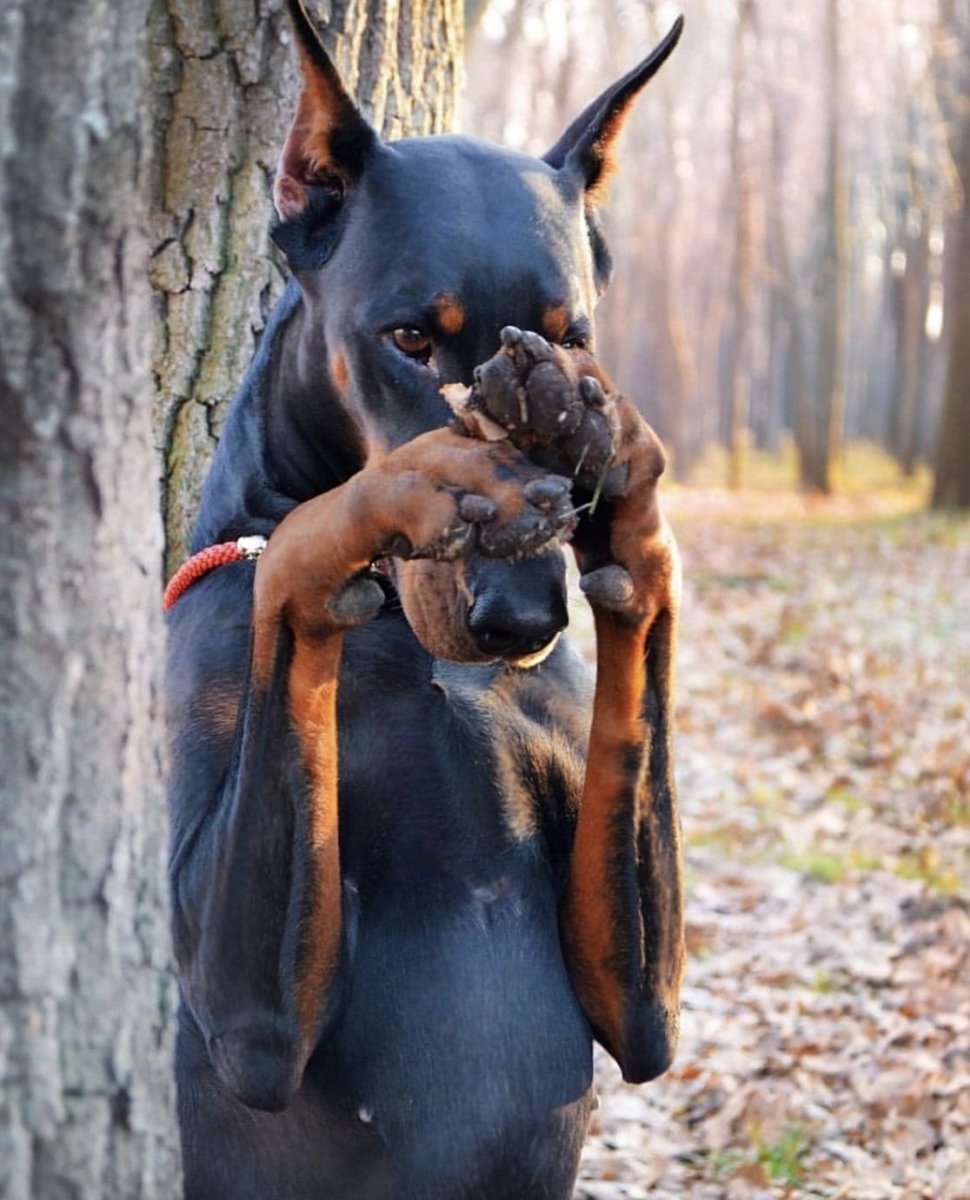 Доберман милашка