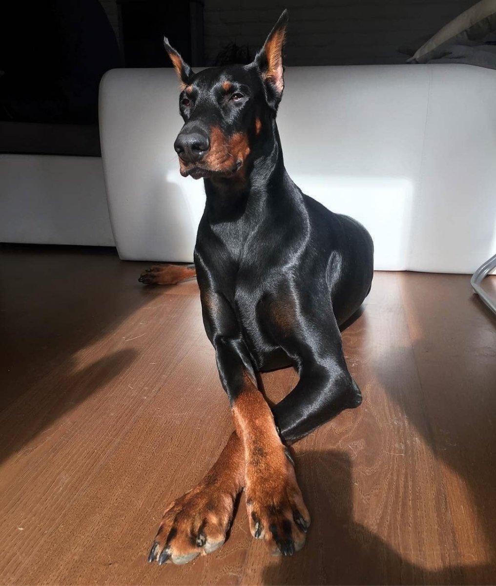 Мраморный Доберман