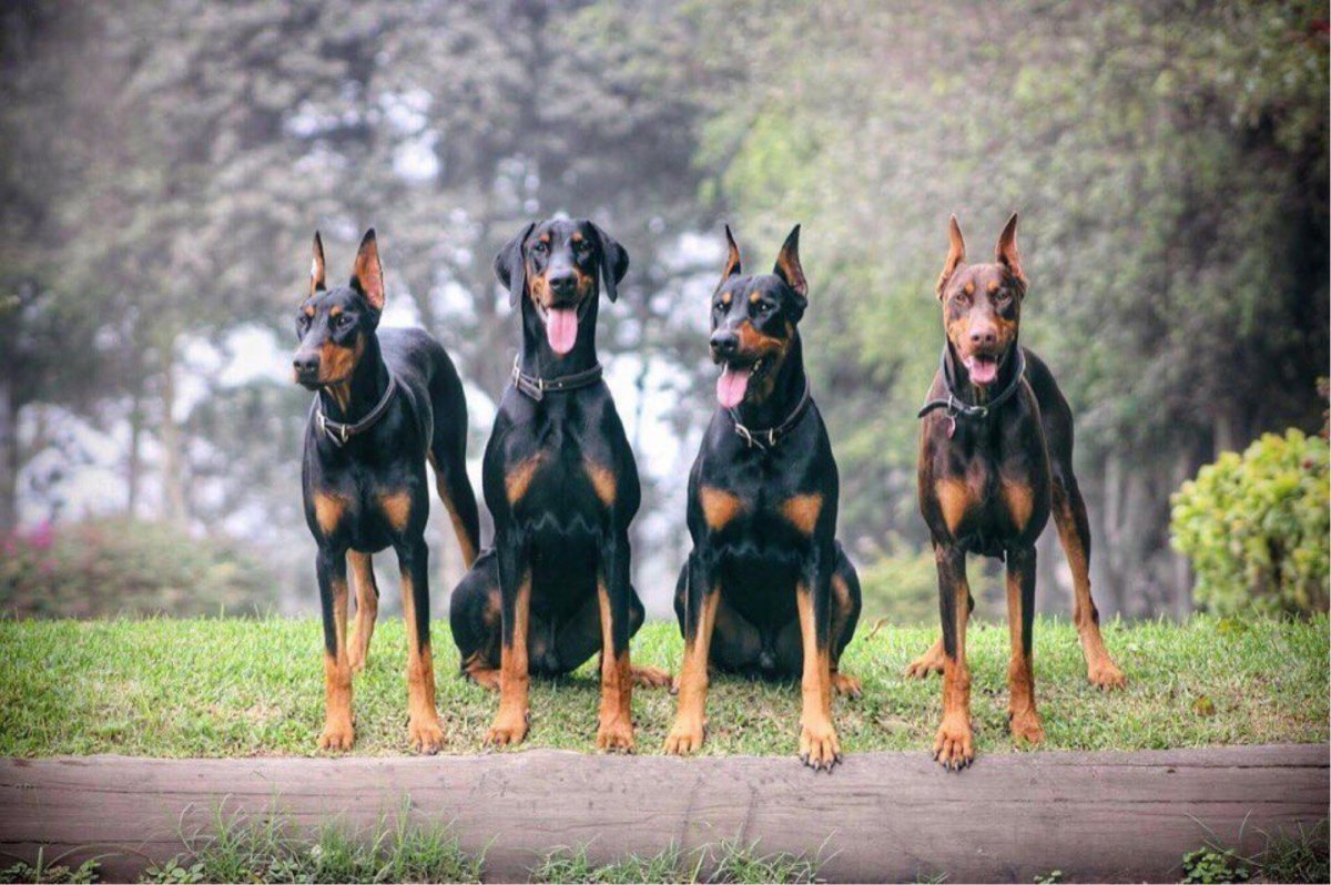 Доберман бойцовская