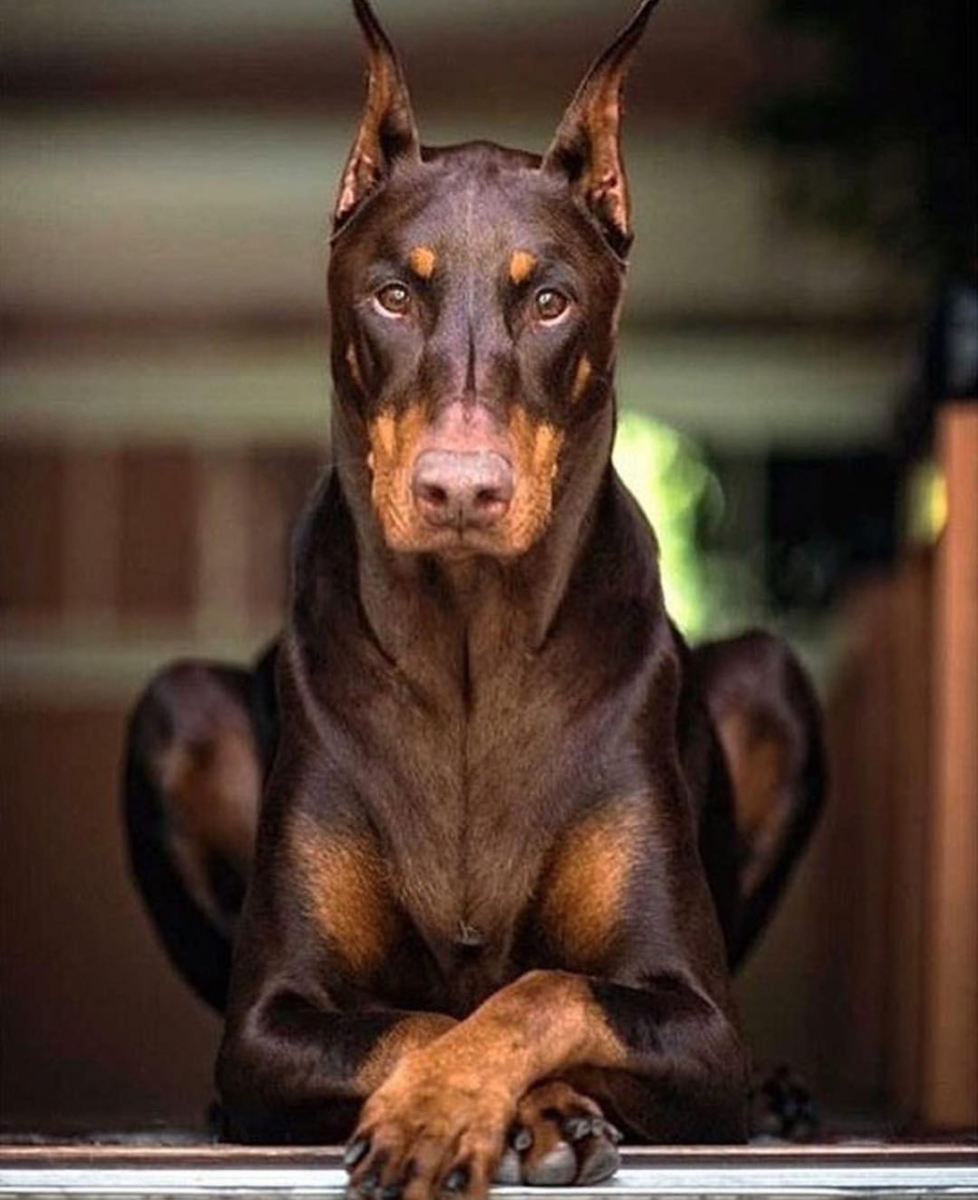 Доберман опасная порода
