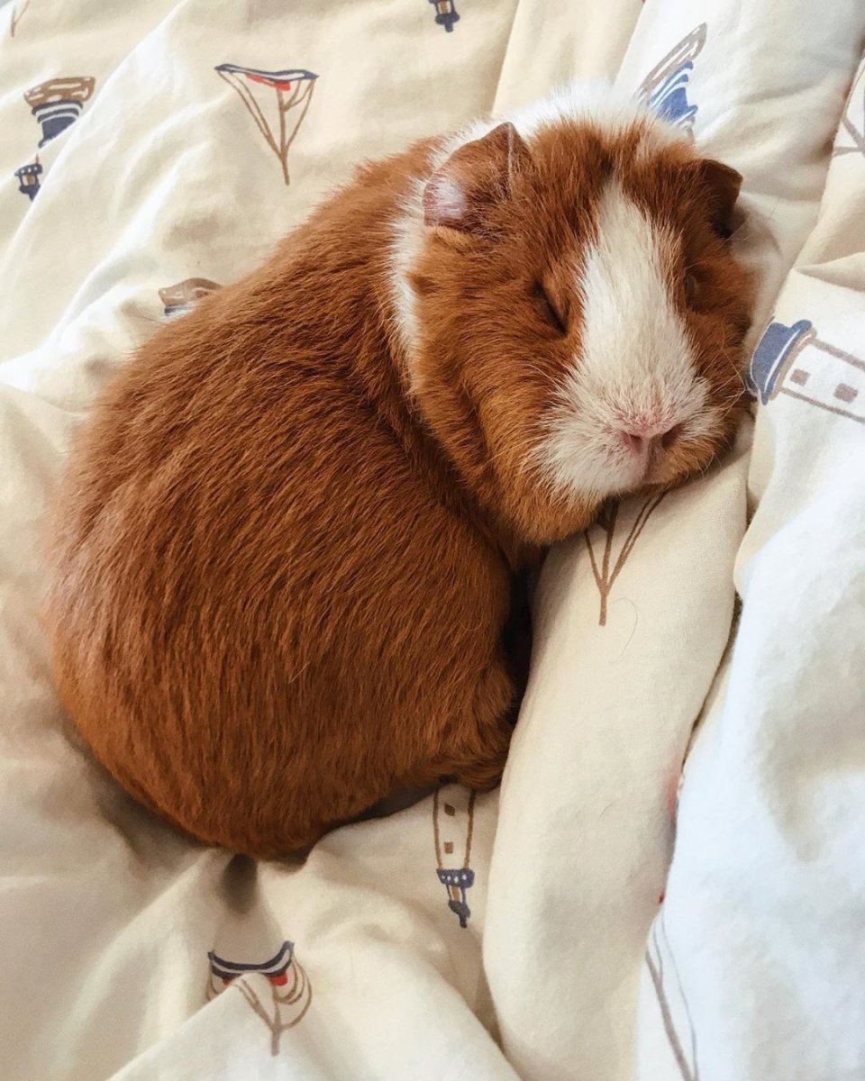 Морская Свинка Тедди палевая