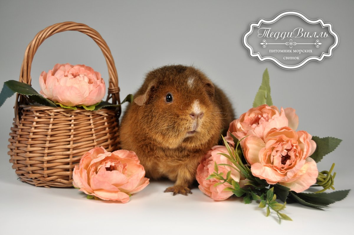 Морская Свинка американский Тедди