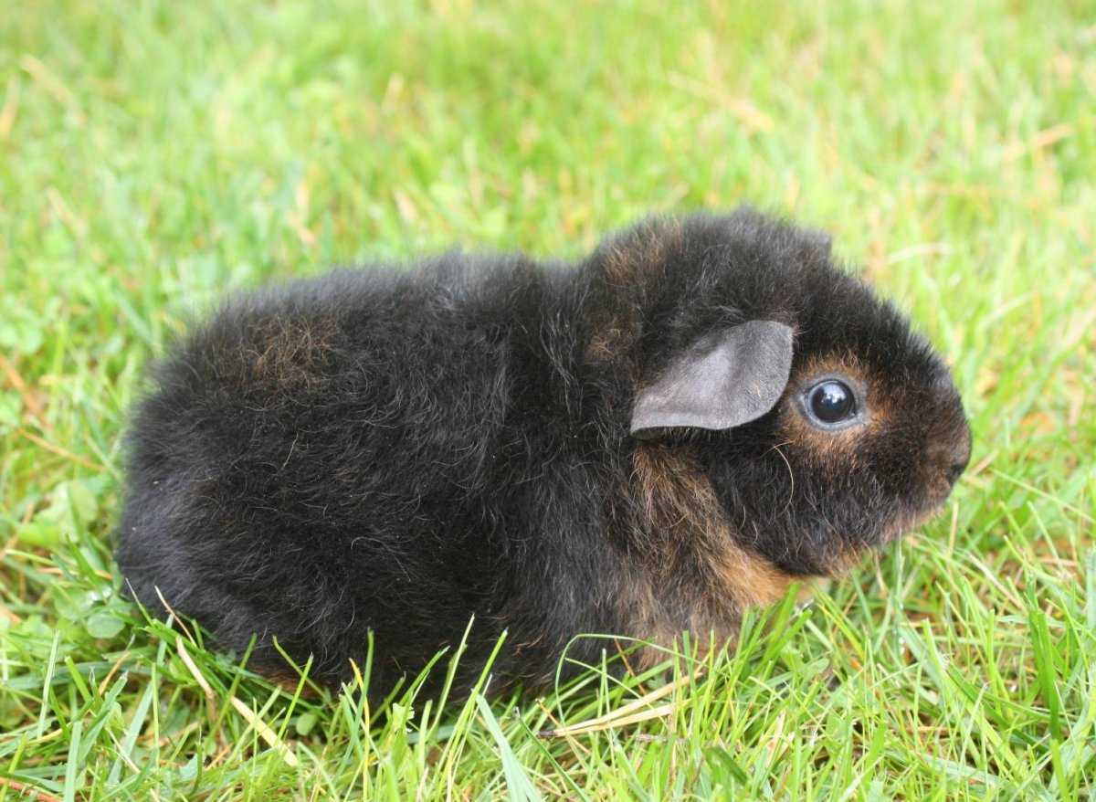 Морская Свинка Тедди кучерявая