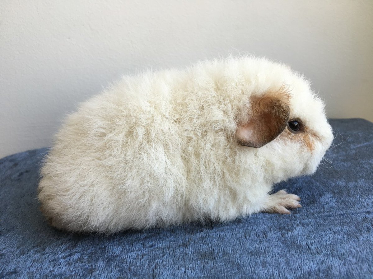 Американский Тедди крупные