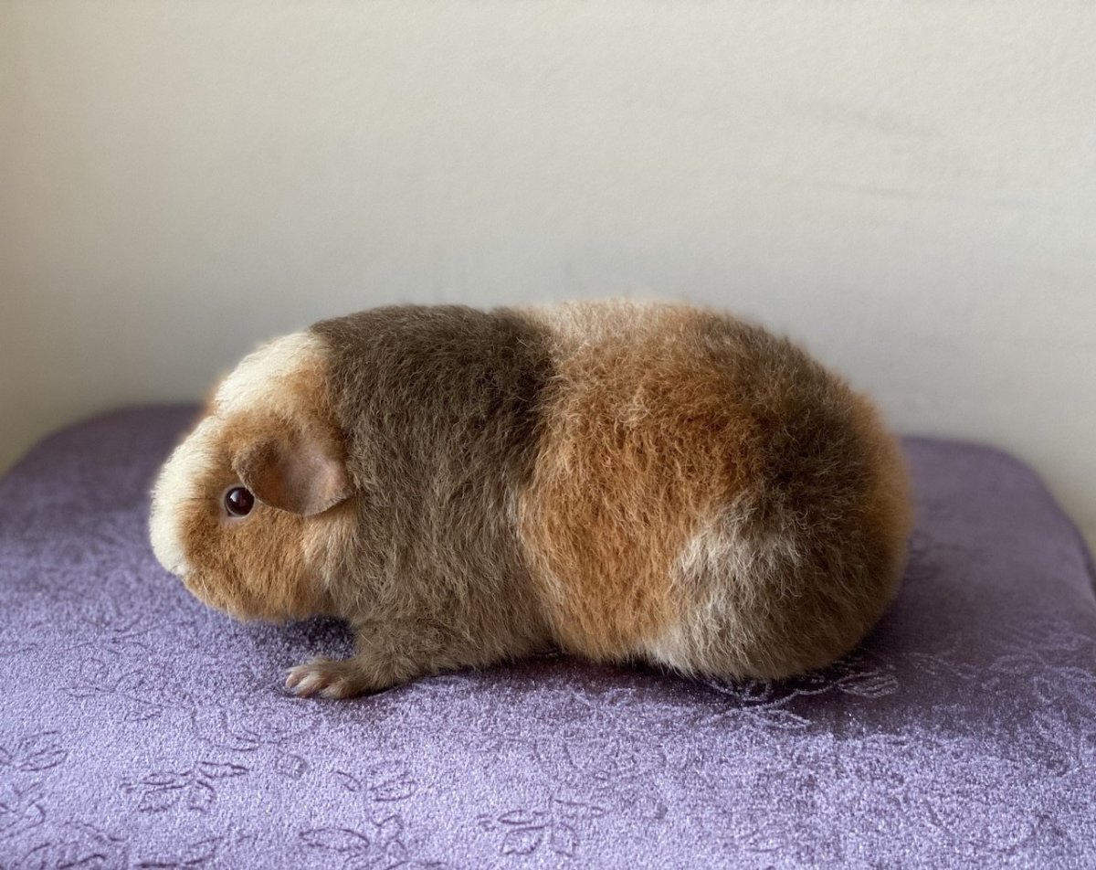 Морская Свинка на колесиках