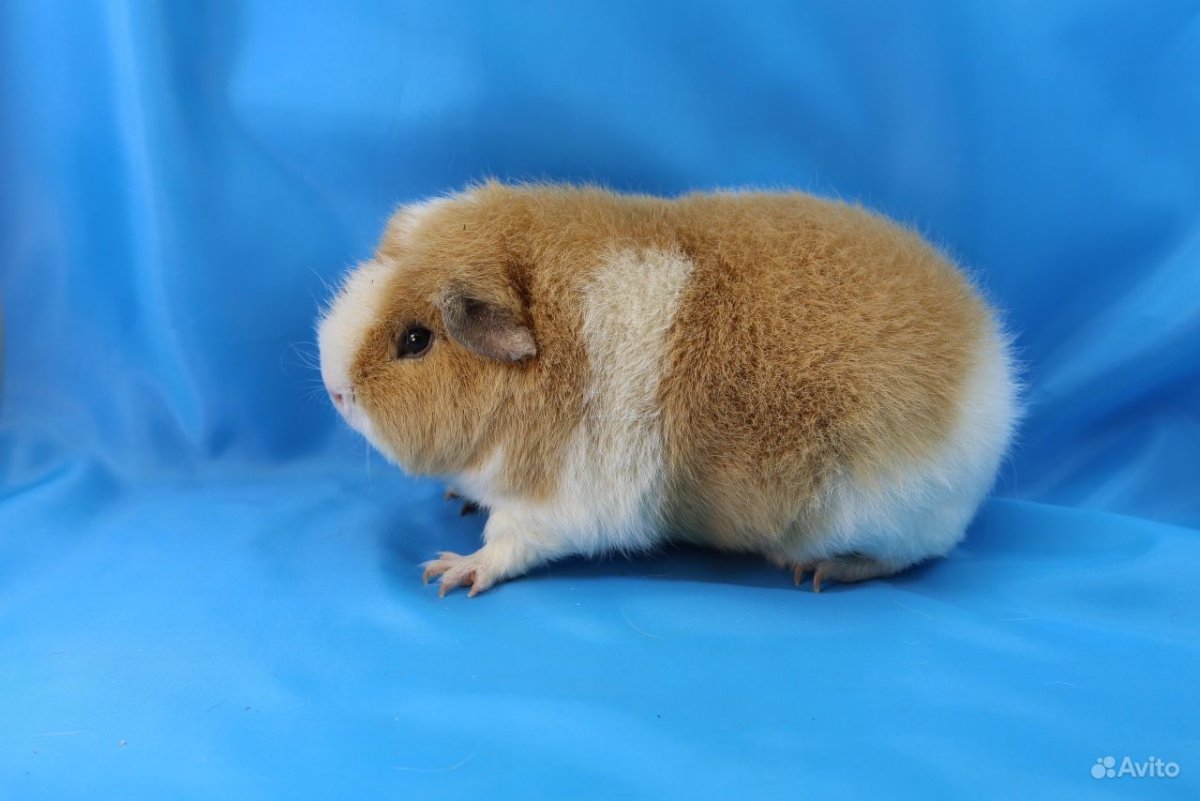 Питомник Адель морские свинки