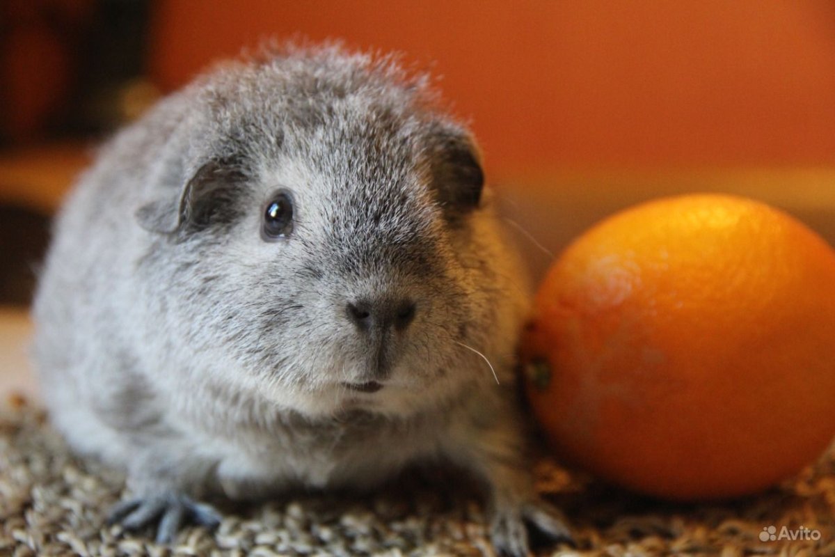 Морская свинкадаамерикан. Теди