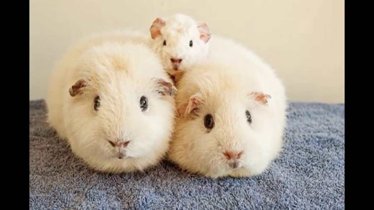 Морская Свинка Тедди большая