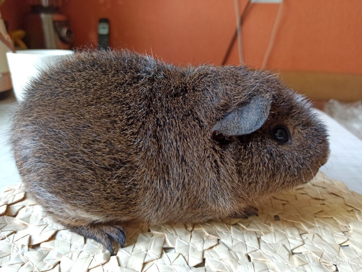 Морская Свинка породы рекс