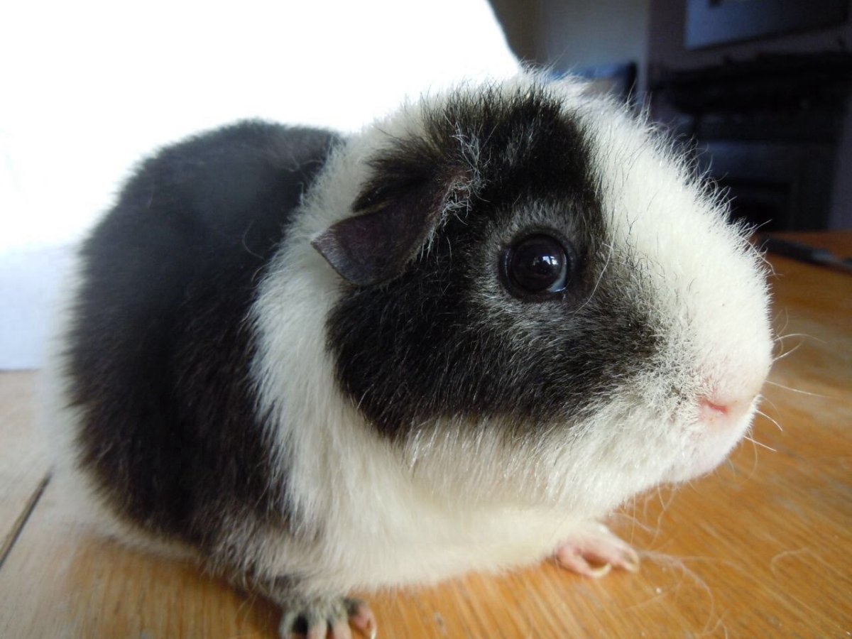 Морские свинки породы американский Тедди