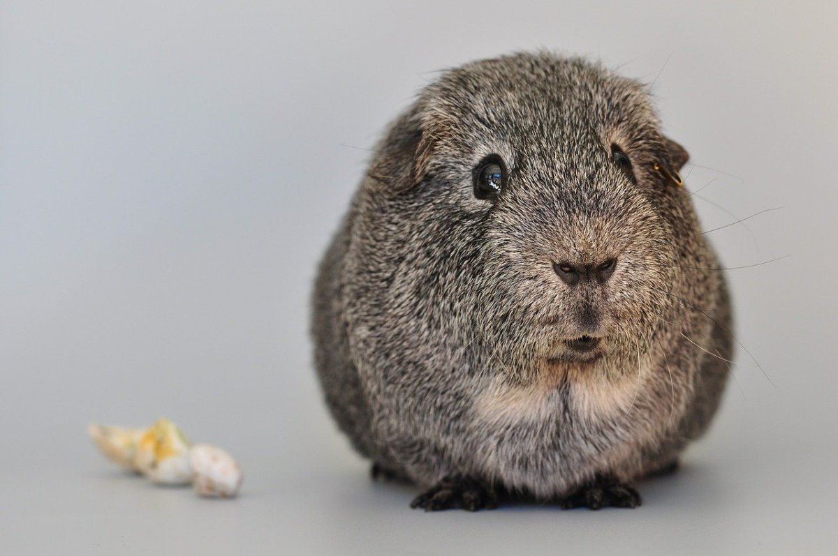 Морская Свинка американский Тедди