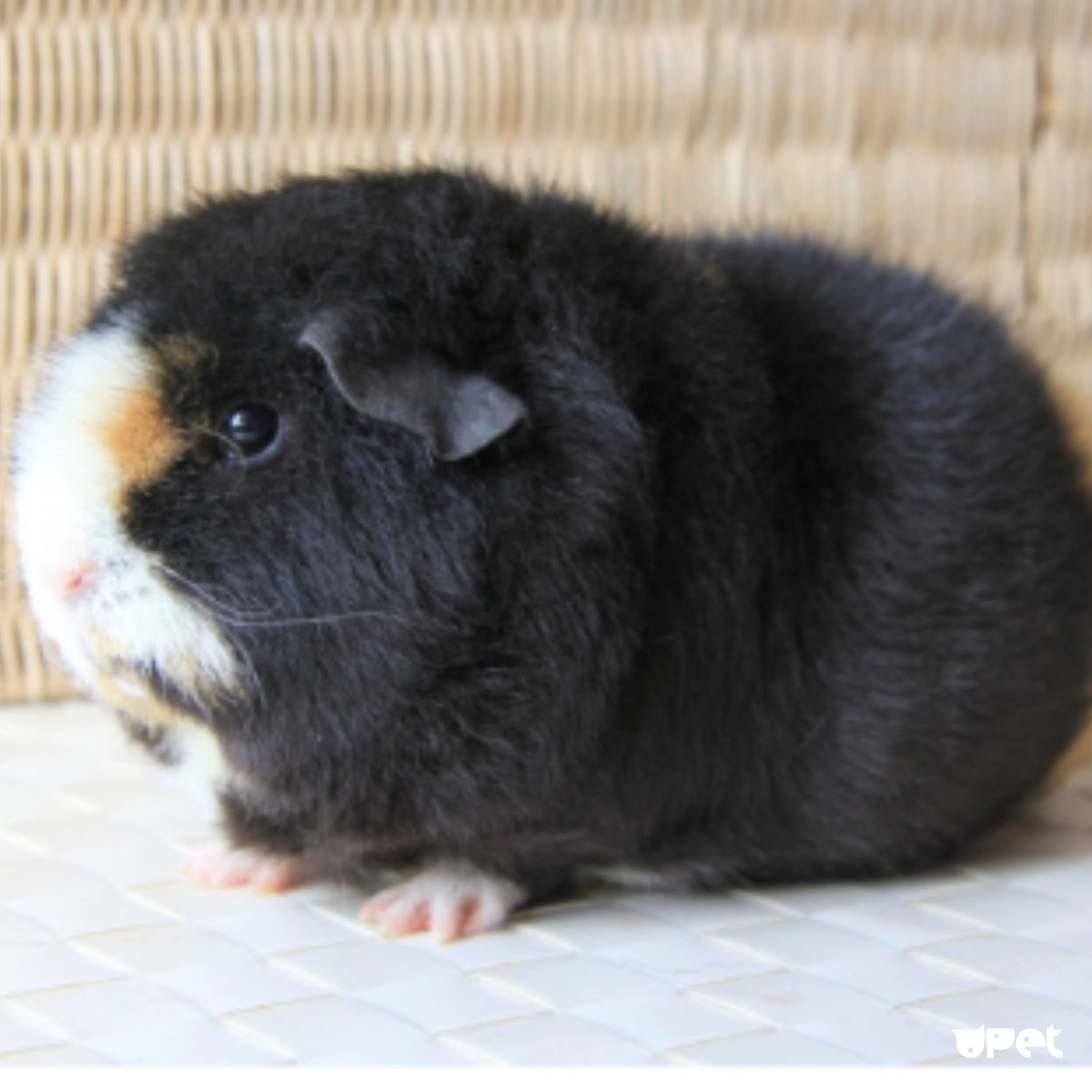 Морские свинки породы американский Тедди милые