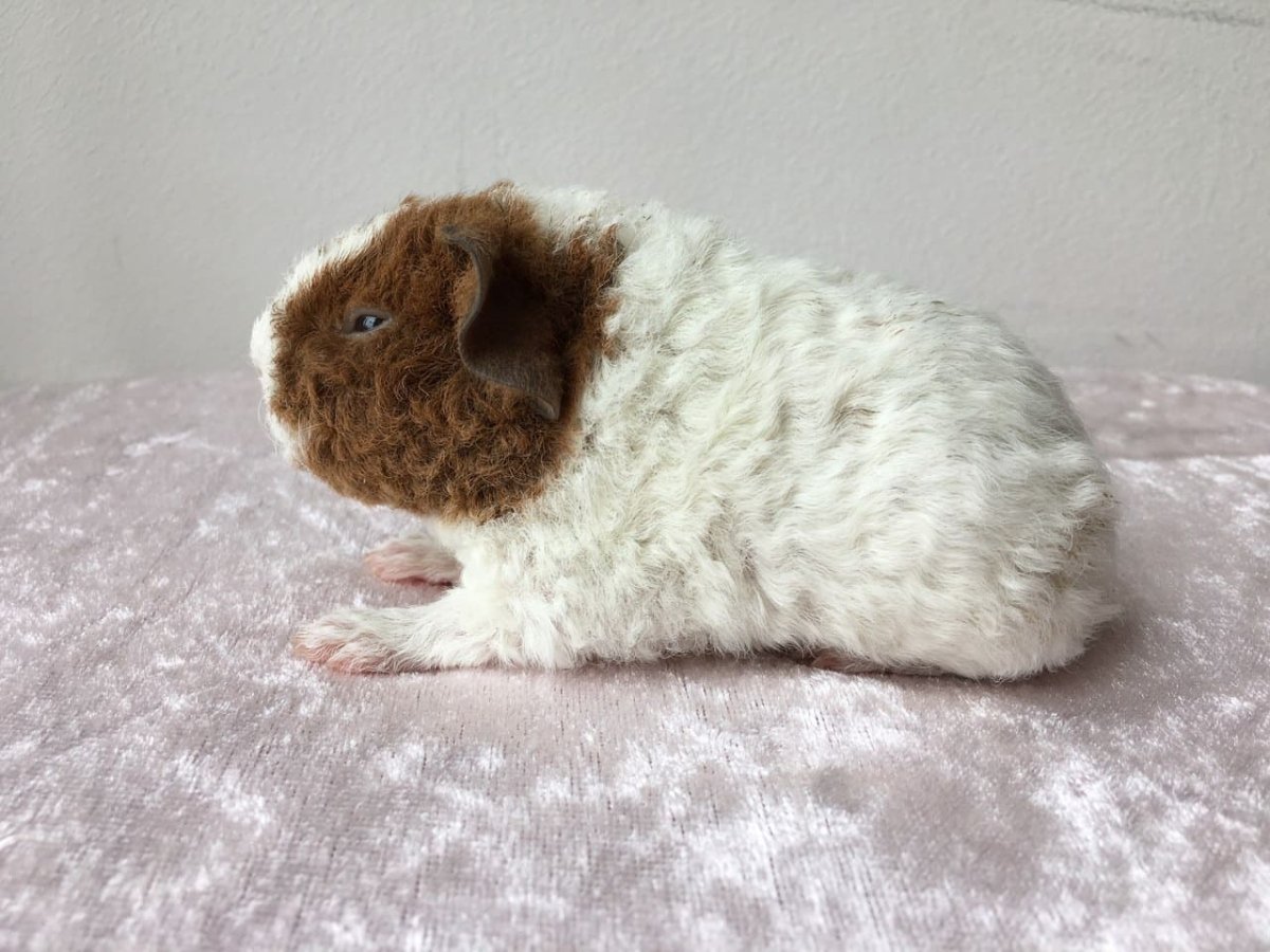 Морская Свинка Тедди