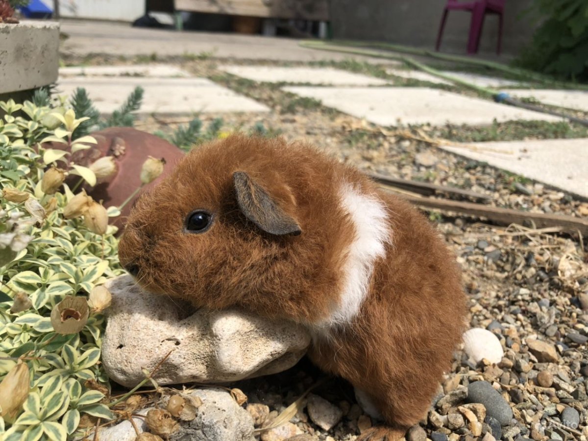 Кавия морская Свинка