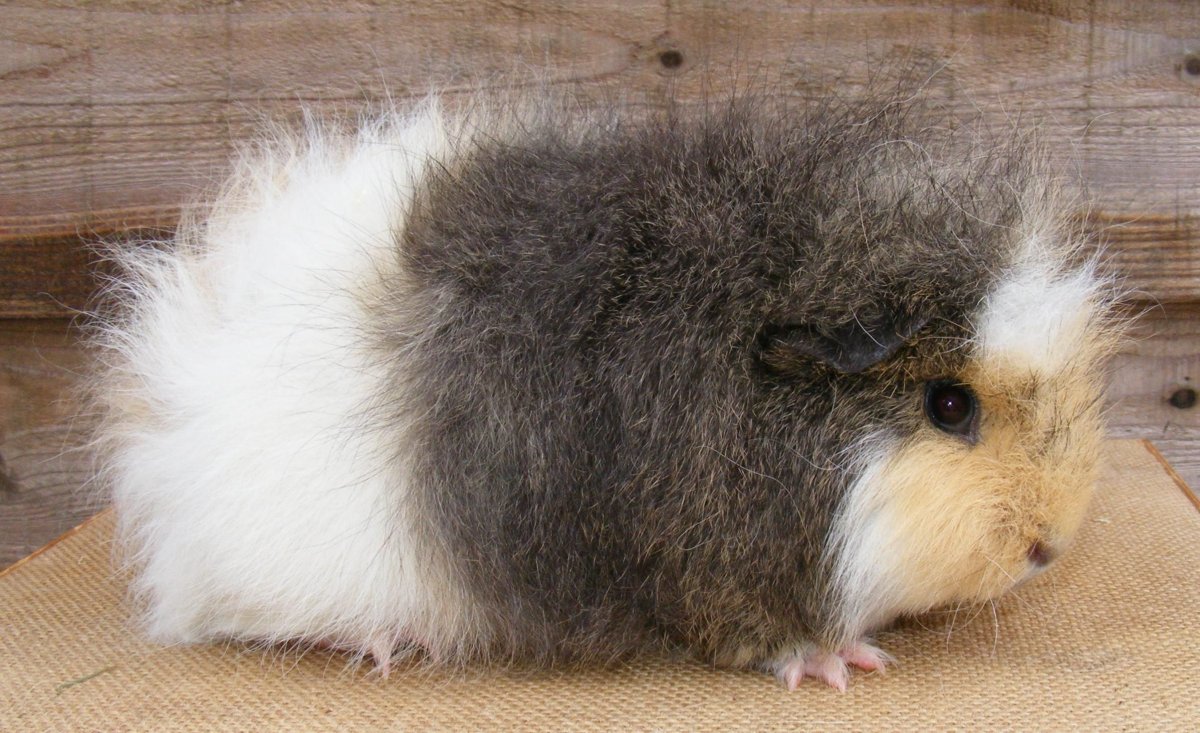 Морская Свинка с голубыми глазами