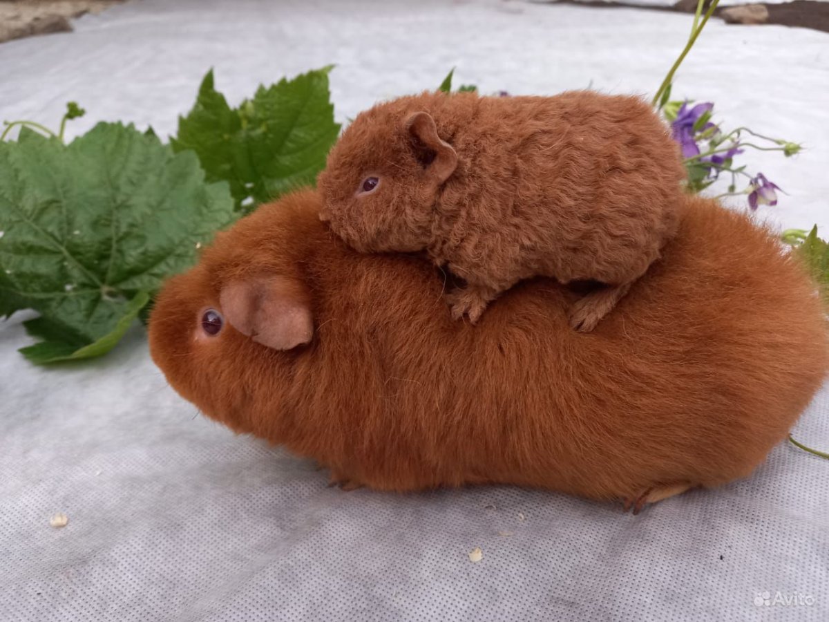 Морская Свинка американский Тедди малыши