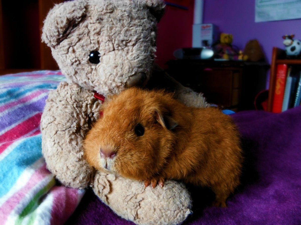 Морская Свинка 2х месячная