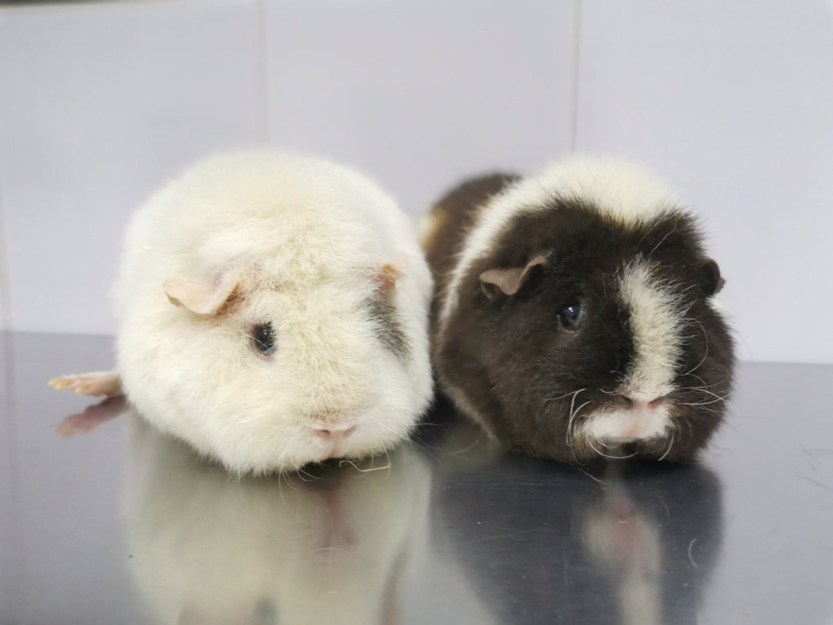 Домашних животных морских свинок теддика