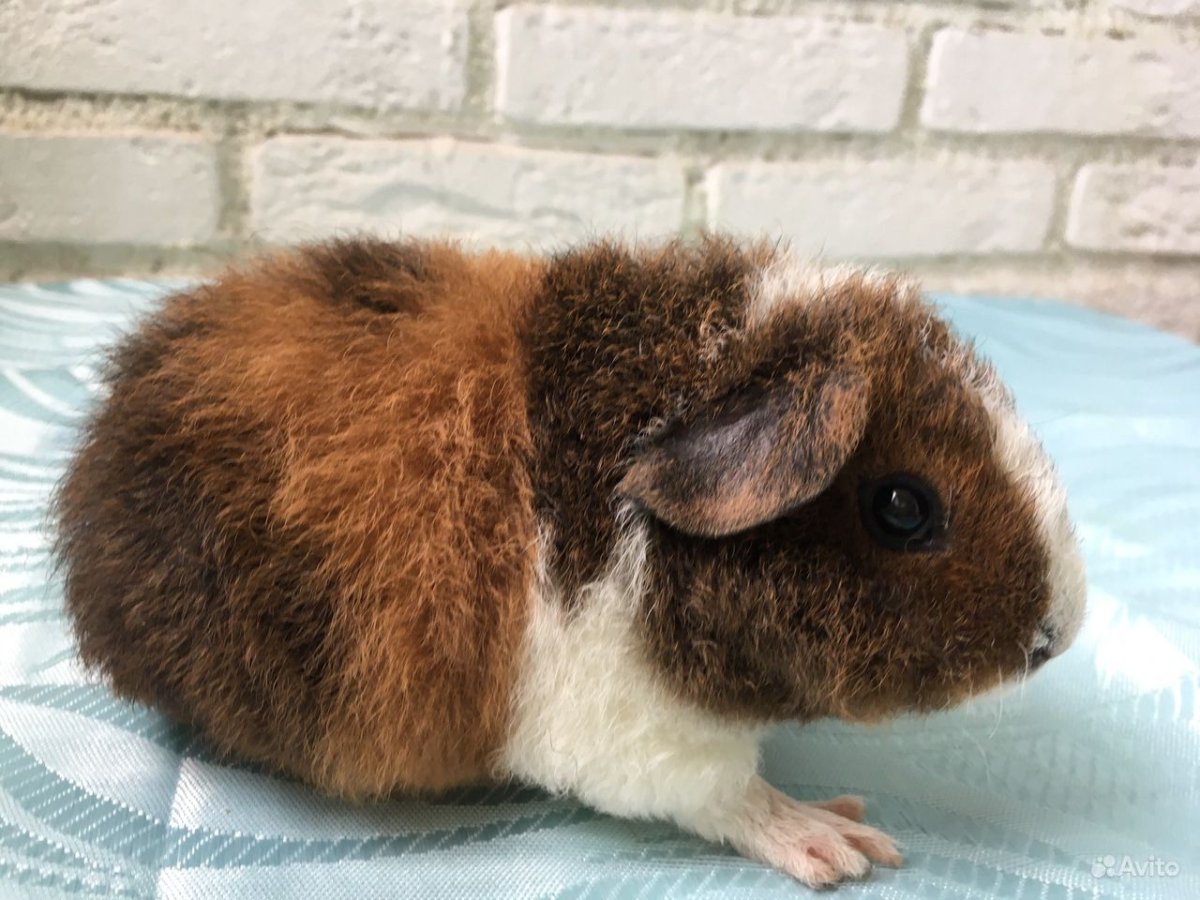 Морские свинки Тедди фото на белом фоне