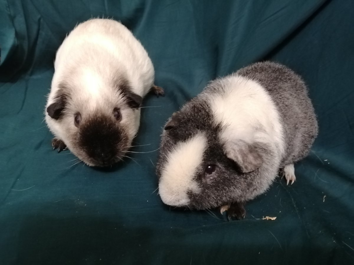 Тедди Виль питомник морских свинок