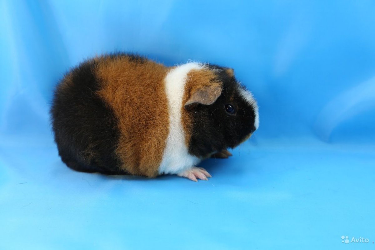 Морская Свинка американский Тедди