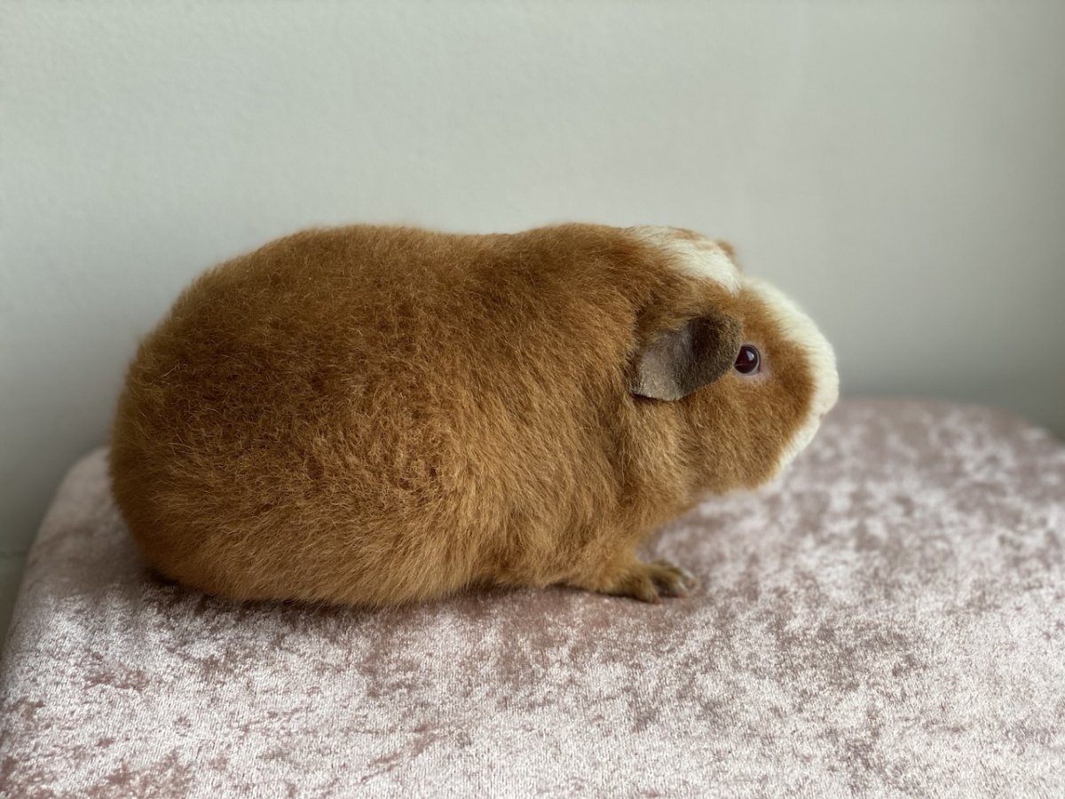 Американские Тедди во время линьки