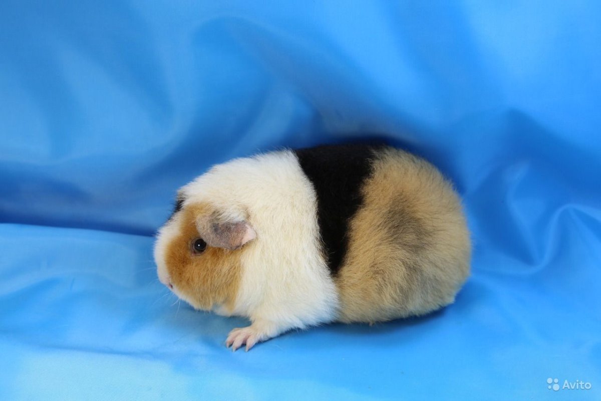 Морская Свинка из питомника