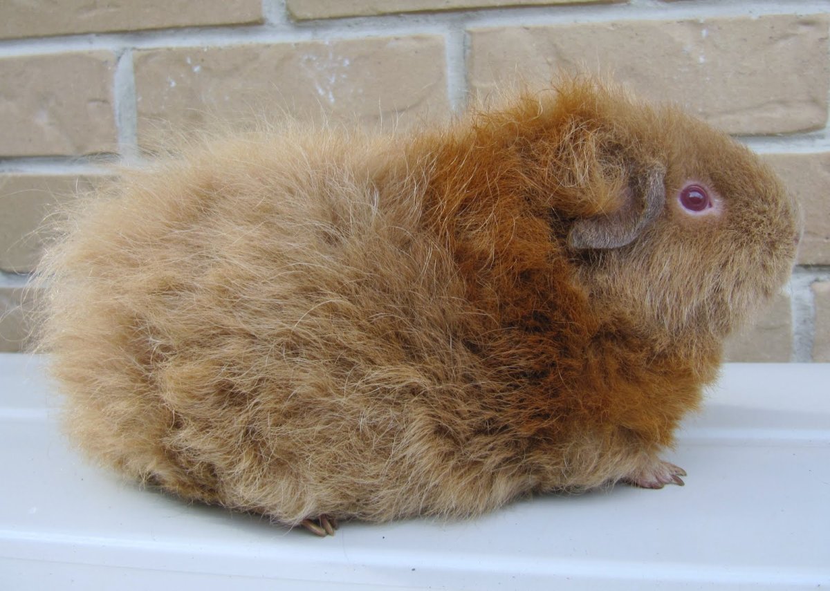 Морские свинки породы американский Тедди