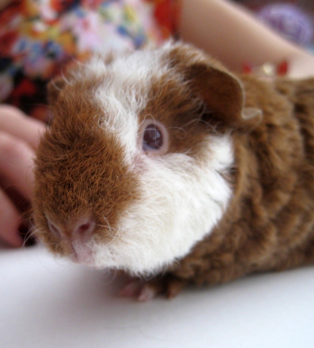 Морские свинки породы американский Тедди