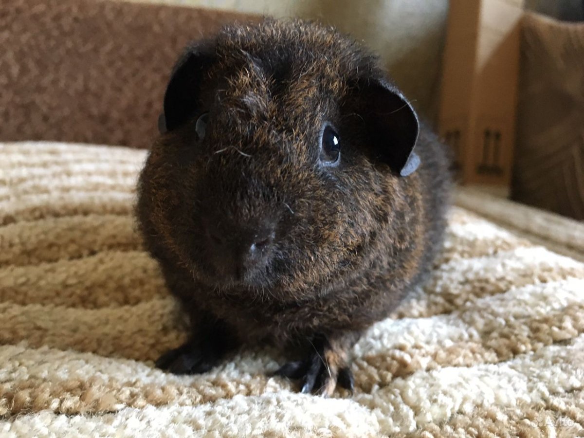 Хомяк Тедди фото