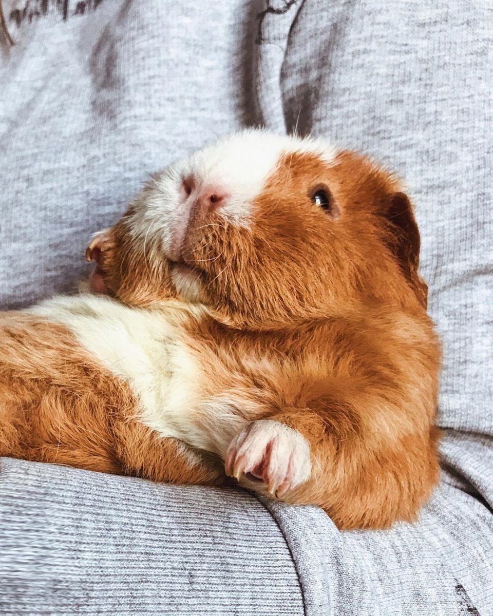 Морские свинки домашние смешные