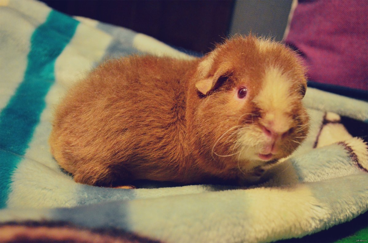 Морская Свинка Тедди