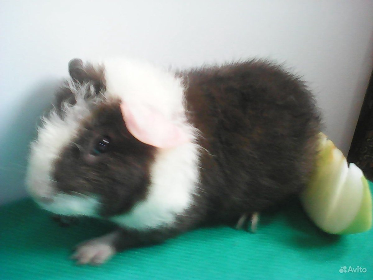 Морская Свинка Тедди барашки