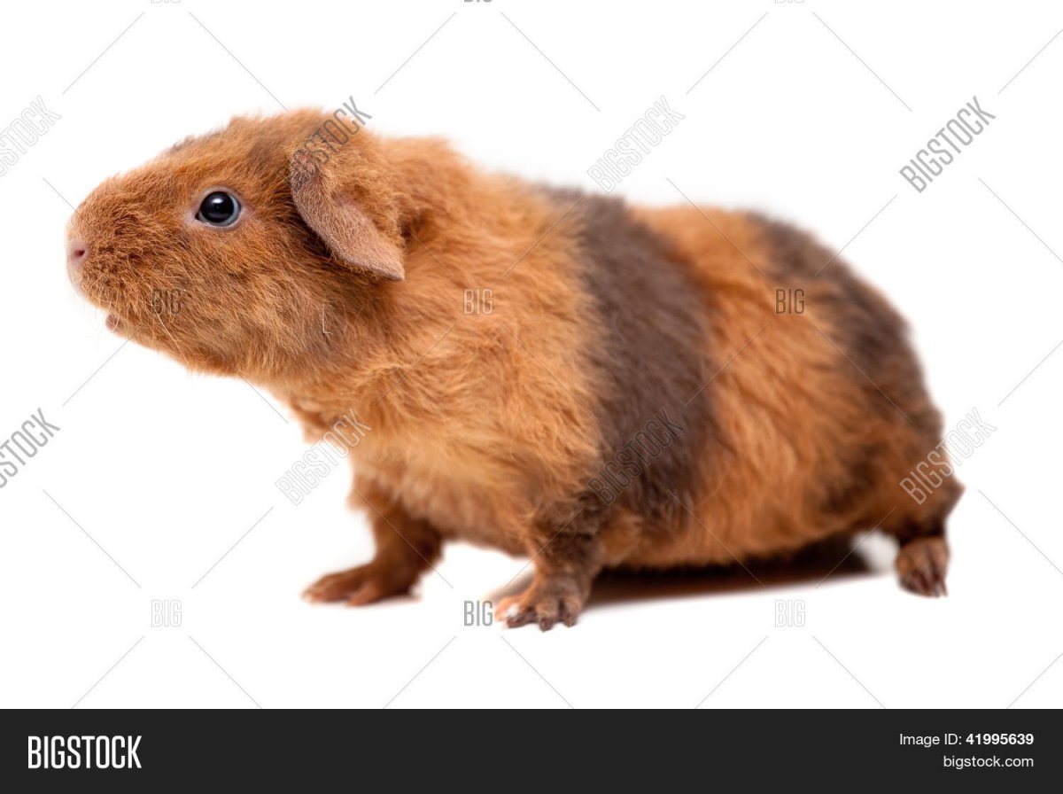 Морская Свинка рыжая вислоухая