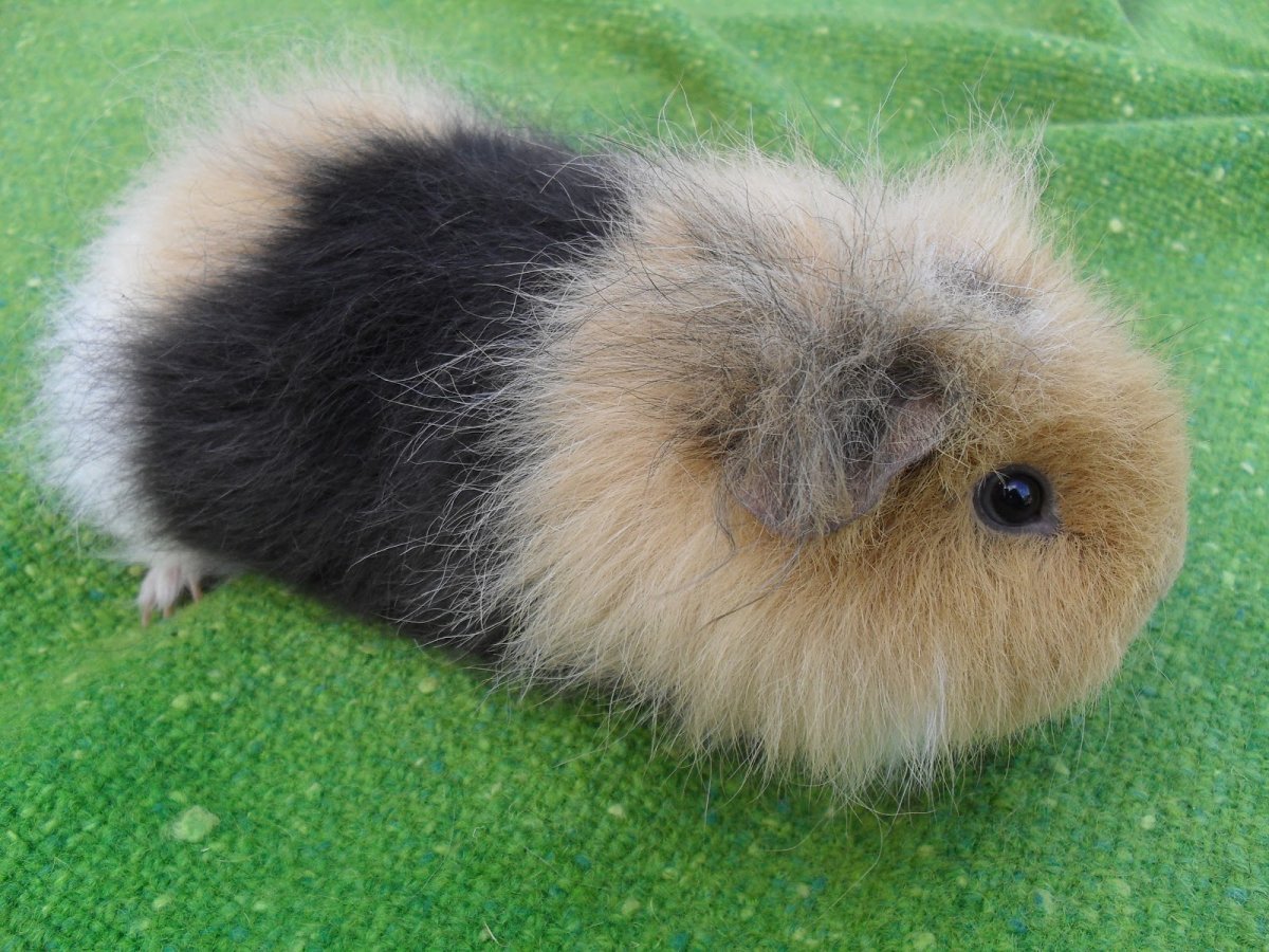 Морская Свинка американский Тедди