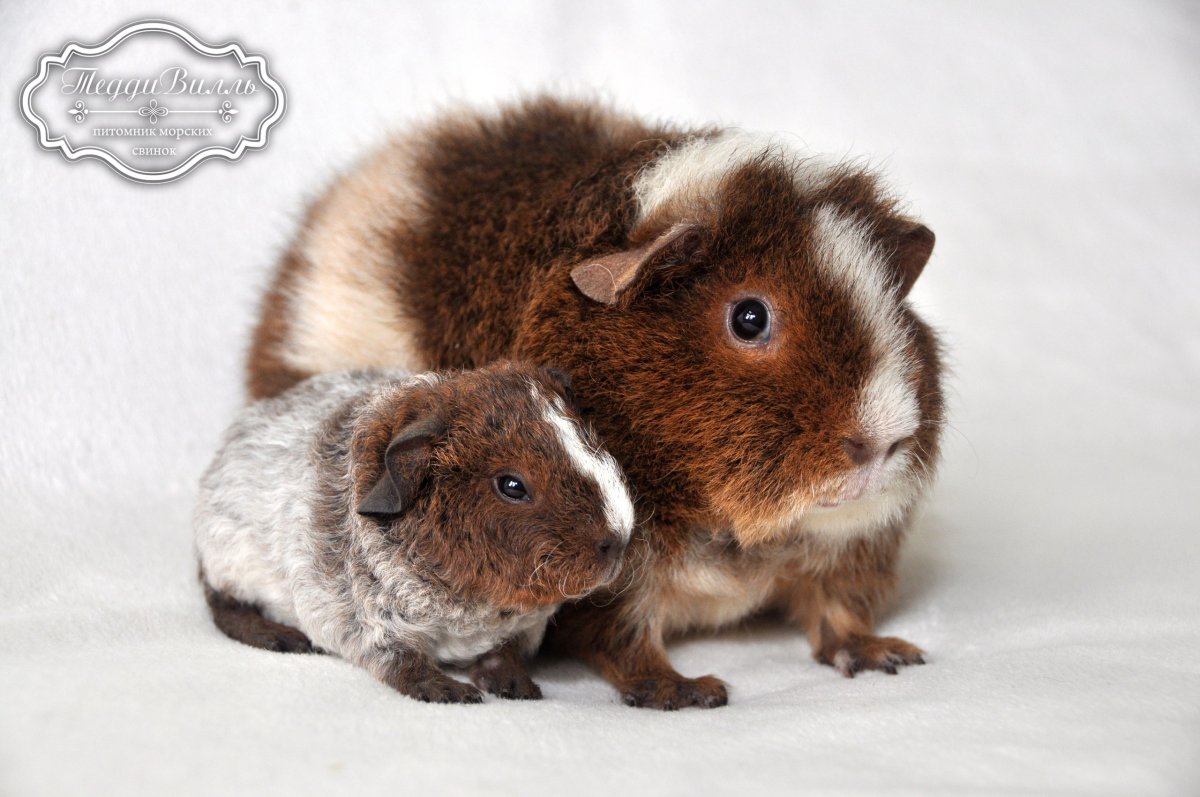 Морская Свинка шотландский Тедди