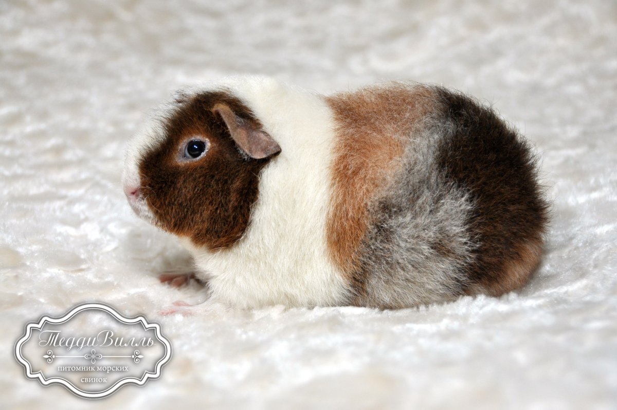 Морская Свинка породы Тедди