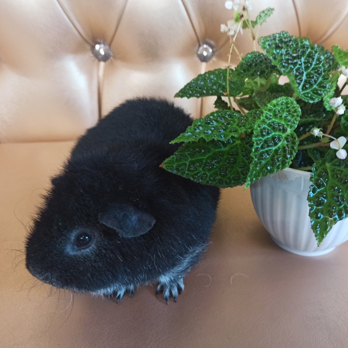 Американский Тедди