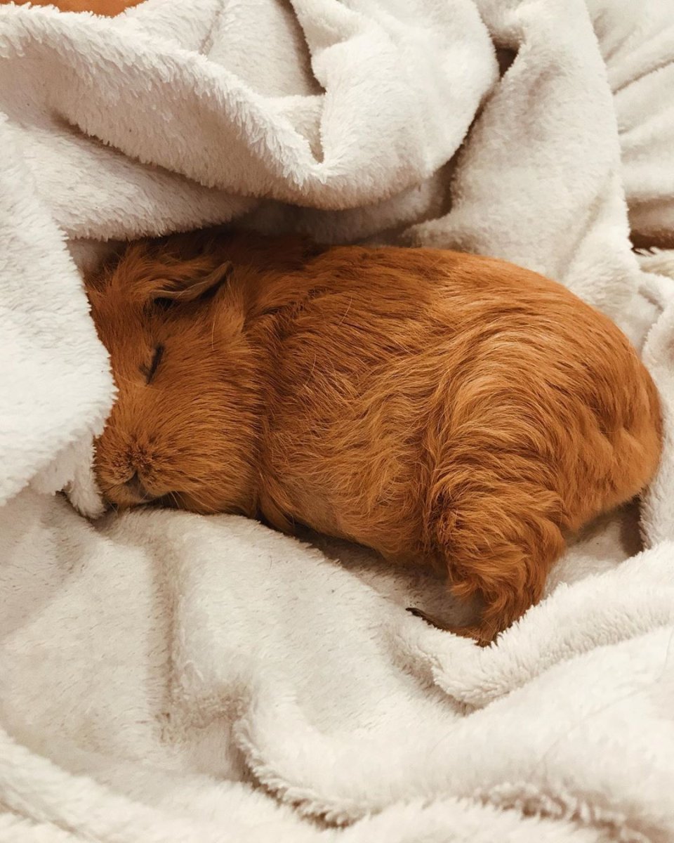 Морские свинки Иркутск