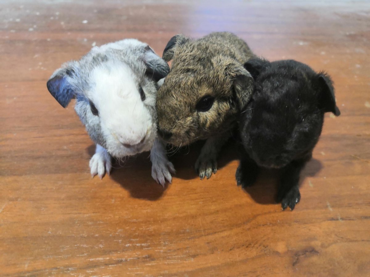 Морская Свинка Тедди американский белая