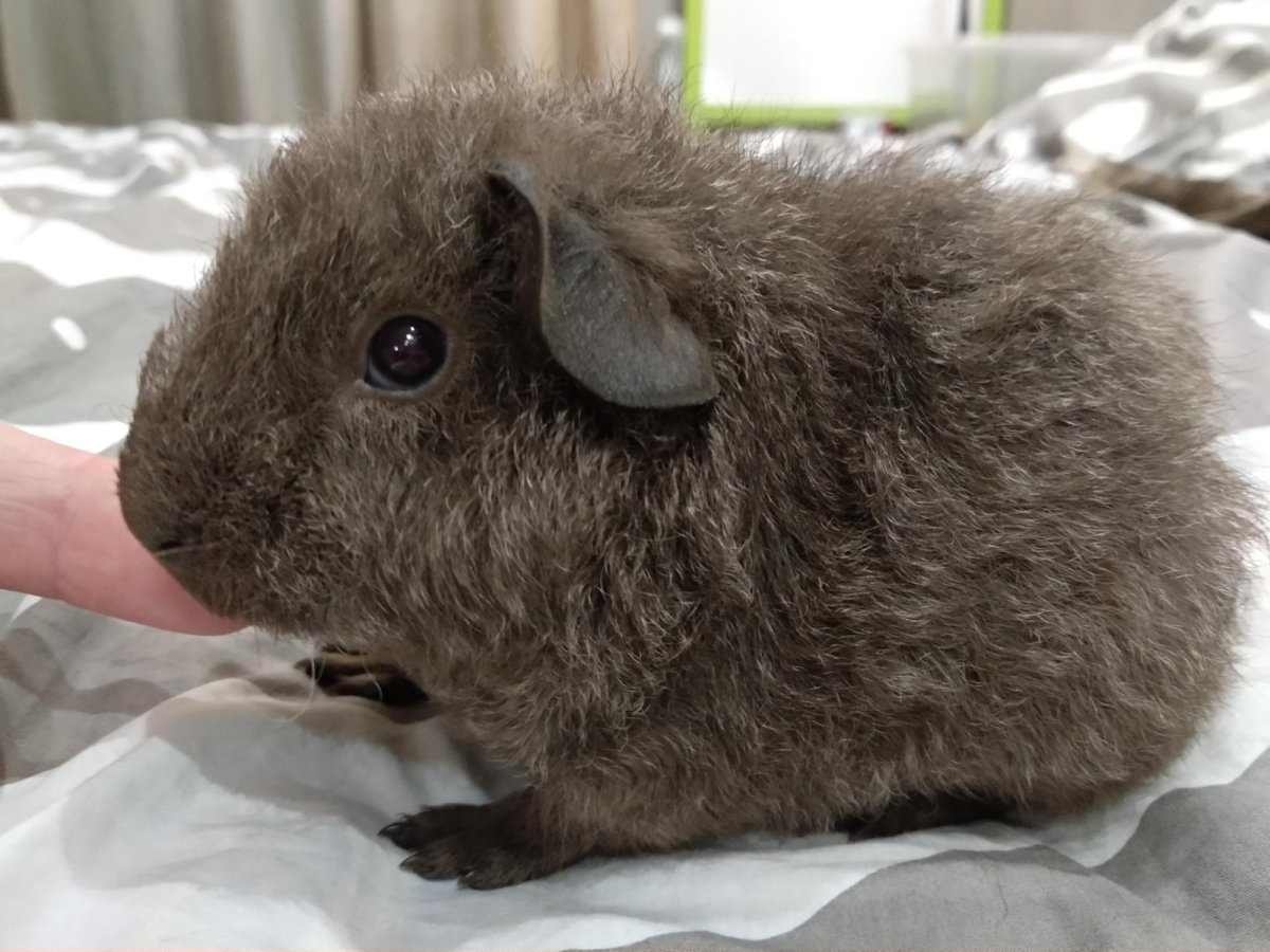 Морская Свинка Тедди агути