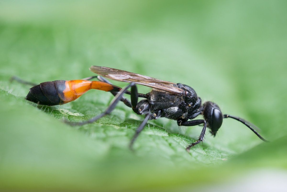Оса аммофила черная