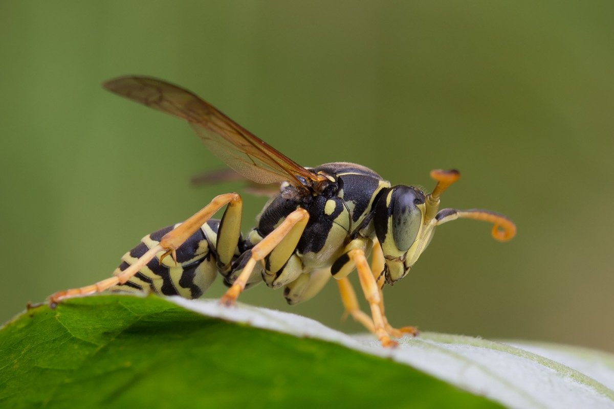 Оса отряд Перепончатокрылые
