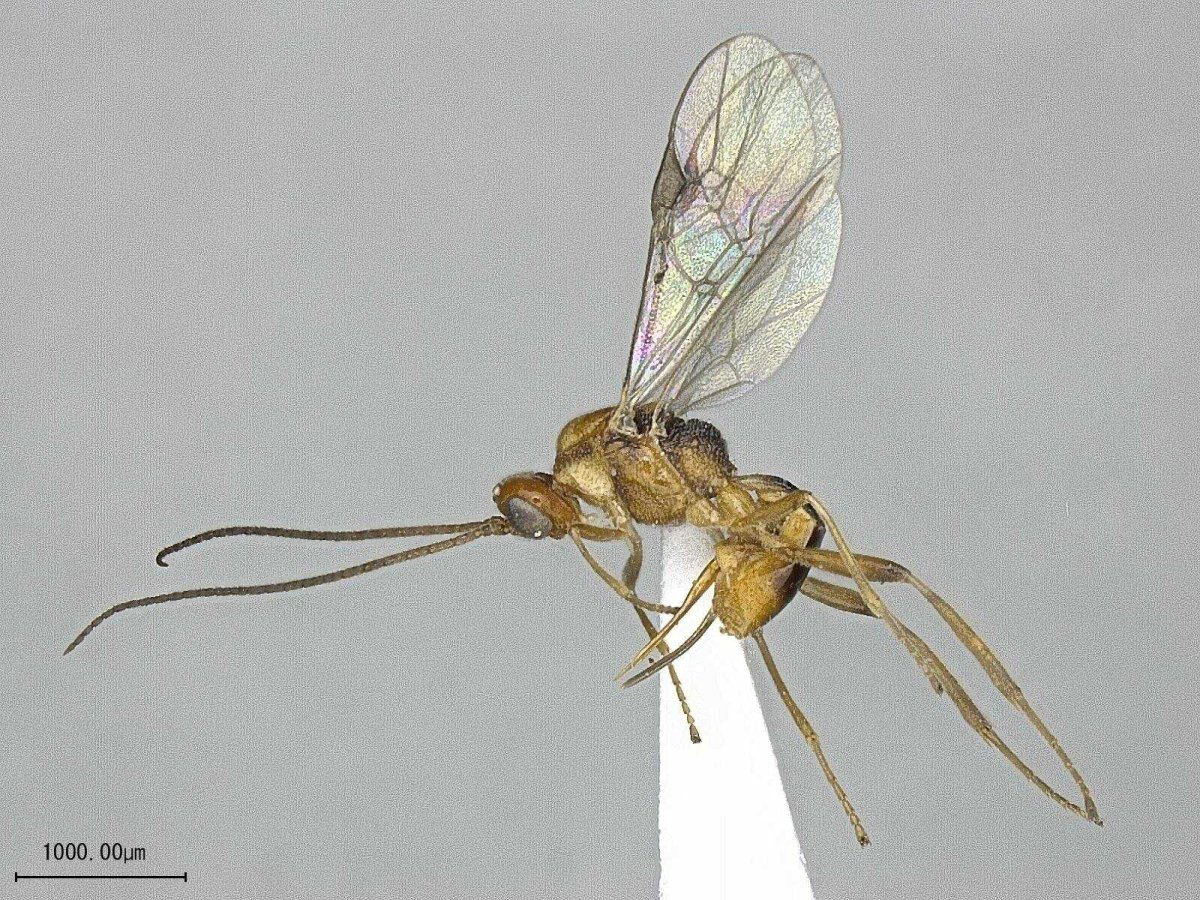 Оса наездник микроскопическая