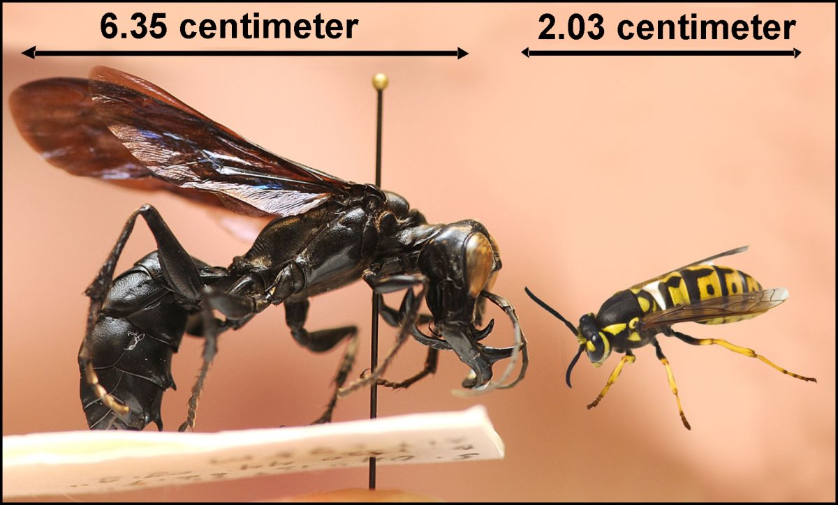 Самая большая черной Оса в мире