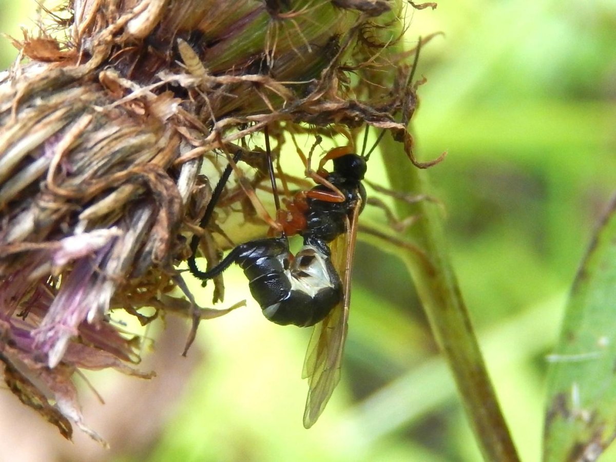 Овод Перепончатокрылый