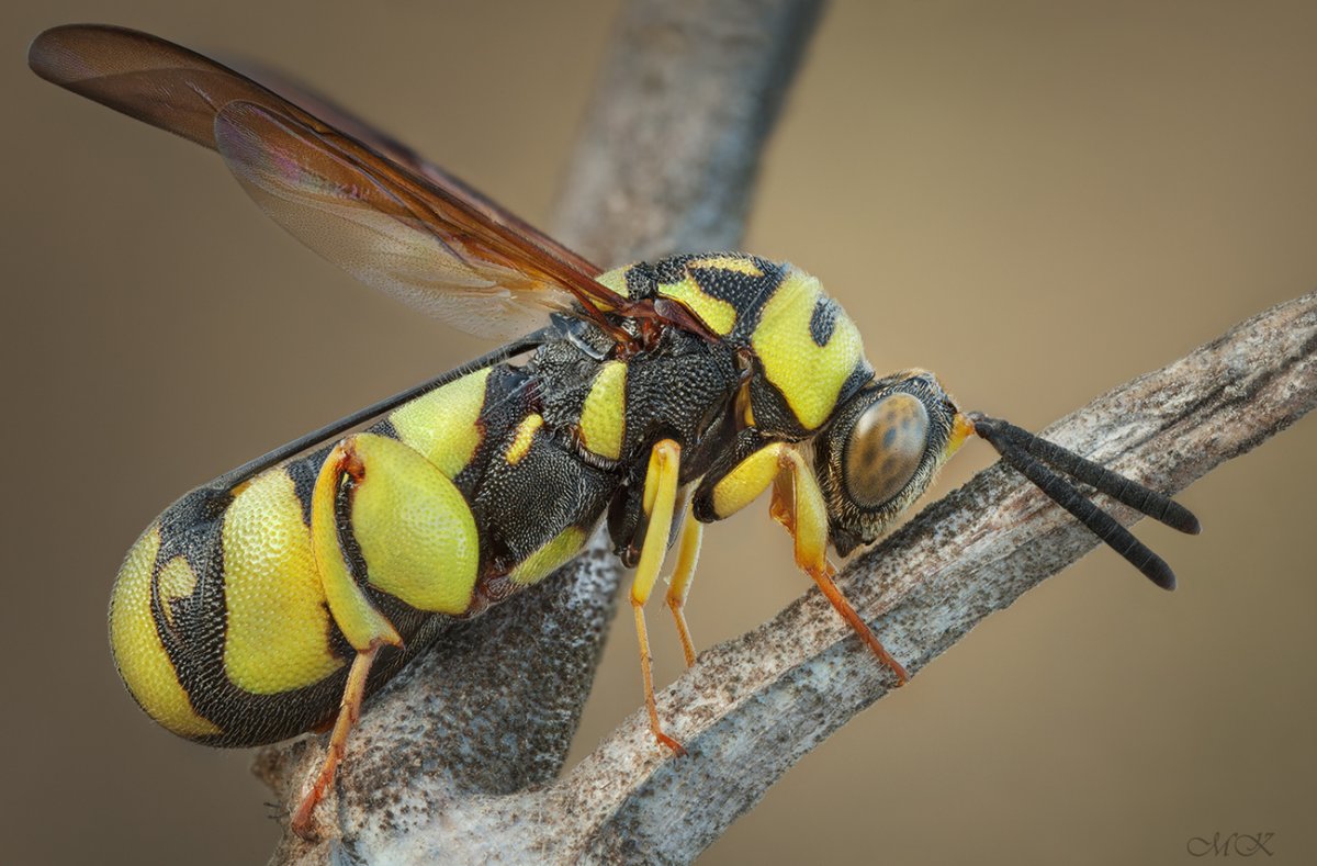 Оса-наездник яйцеклад