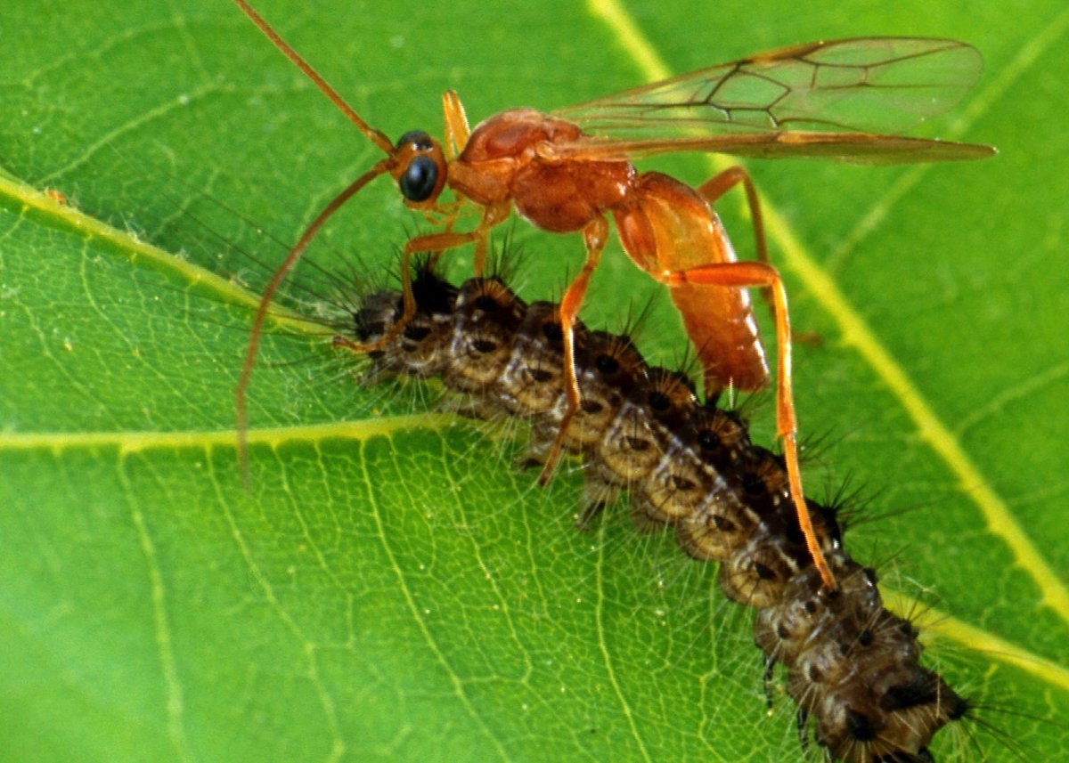 Наездники насекомые трихограмма