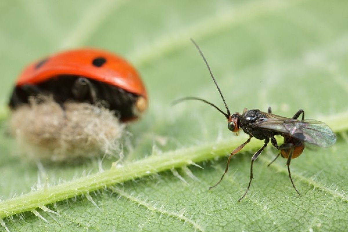 Динокампус фото